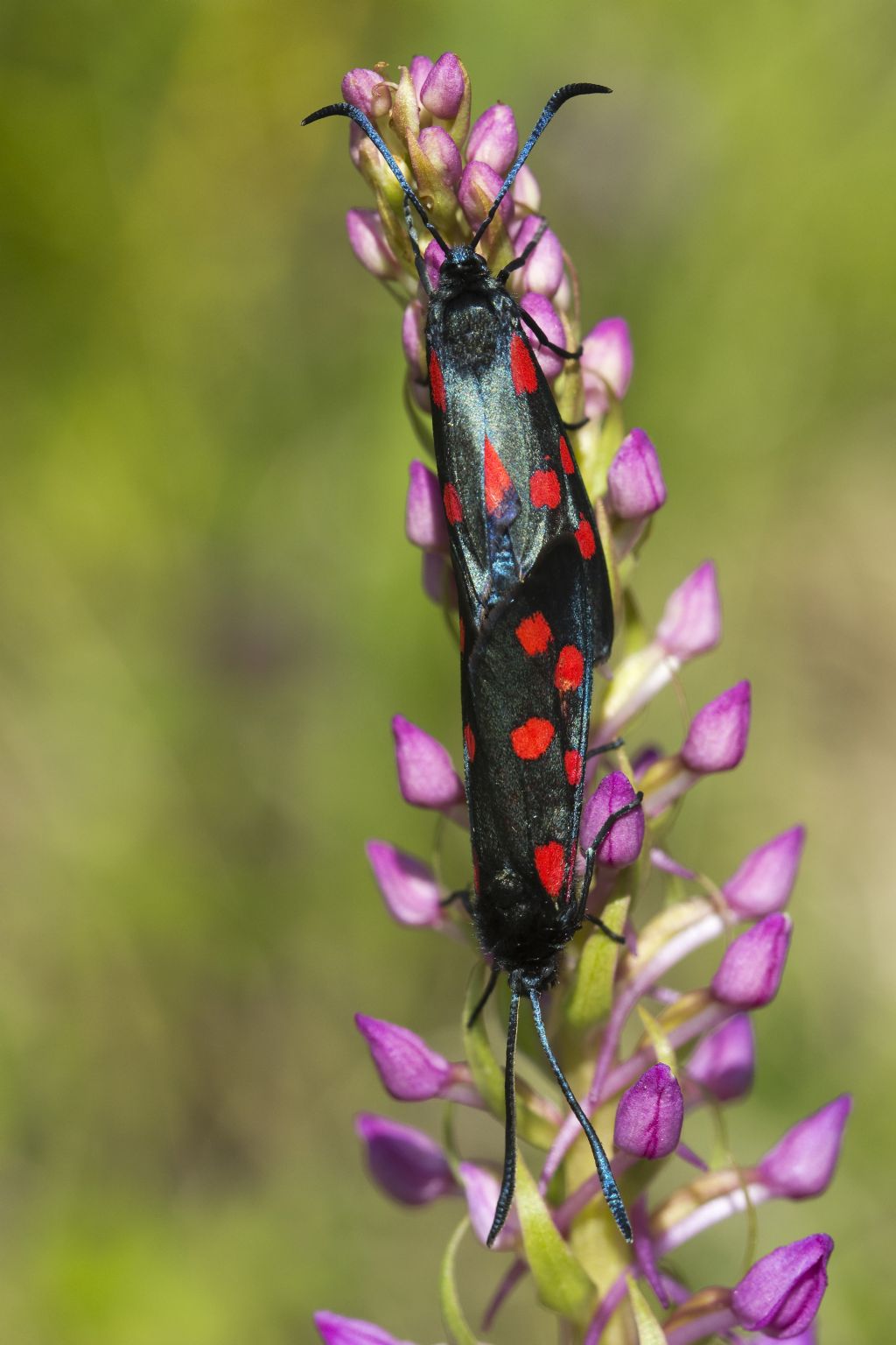 Zygaena filipendulae?